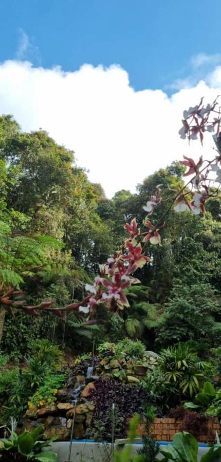 Highlanders Garden Guesthouse At Arundina Cameron Highlands Buitenkant foto