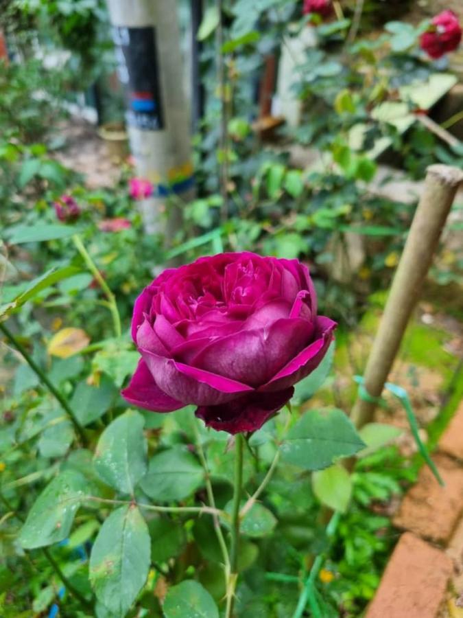 Highlanders Garden Guesthouse At Arundina Cameron Highlands Buitenkant foto