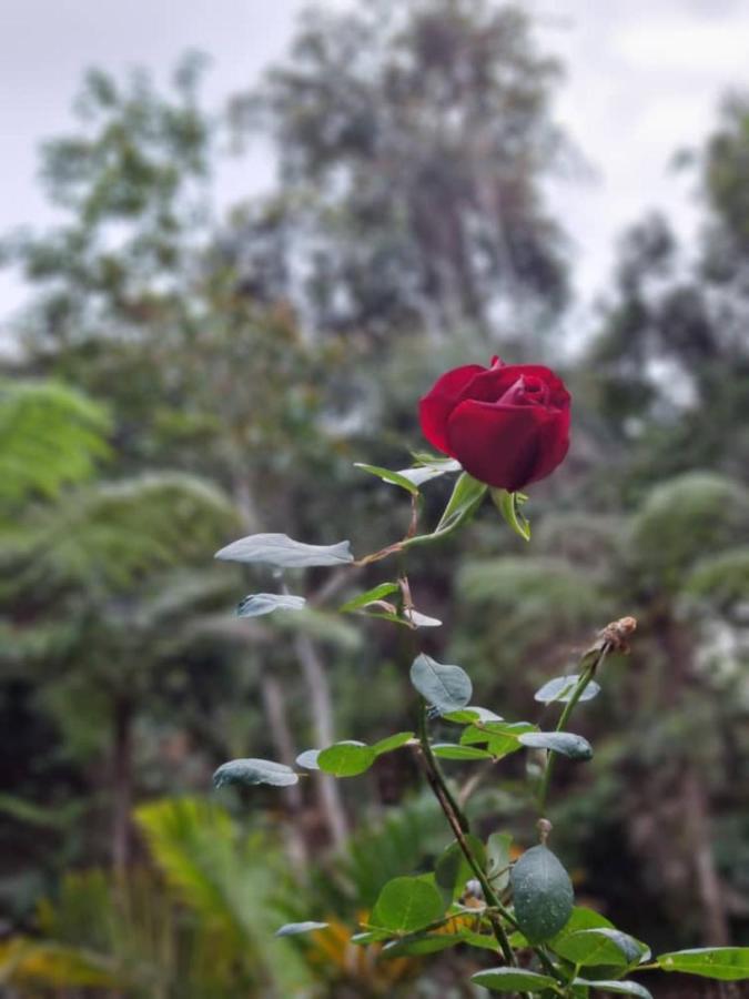 Highlanders Garden Guesthouse At Arundina Cameron Highlands Buitenkant foto